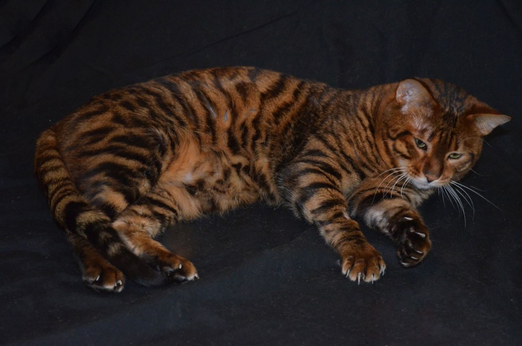 Lazy Toyger Cat