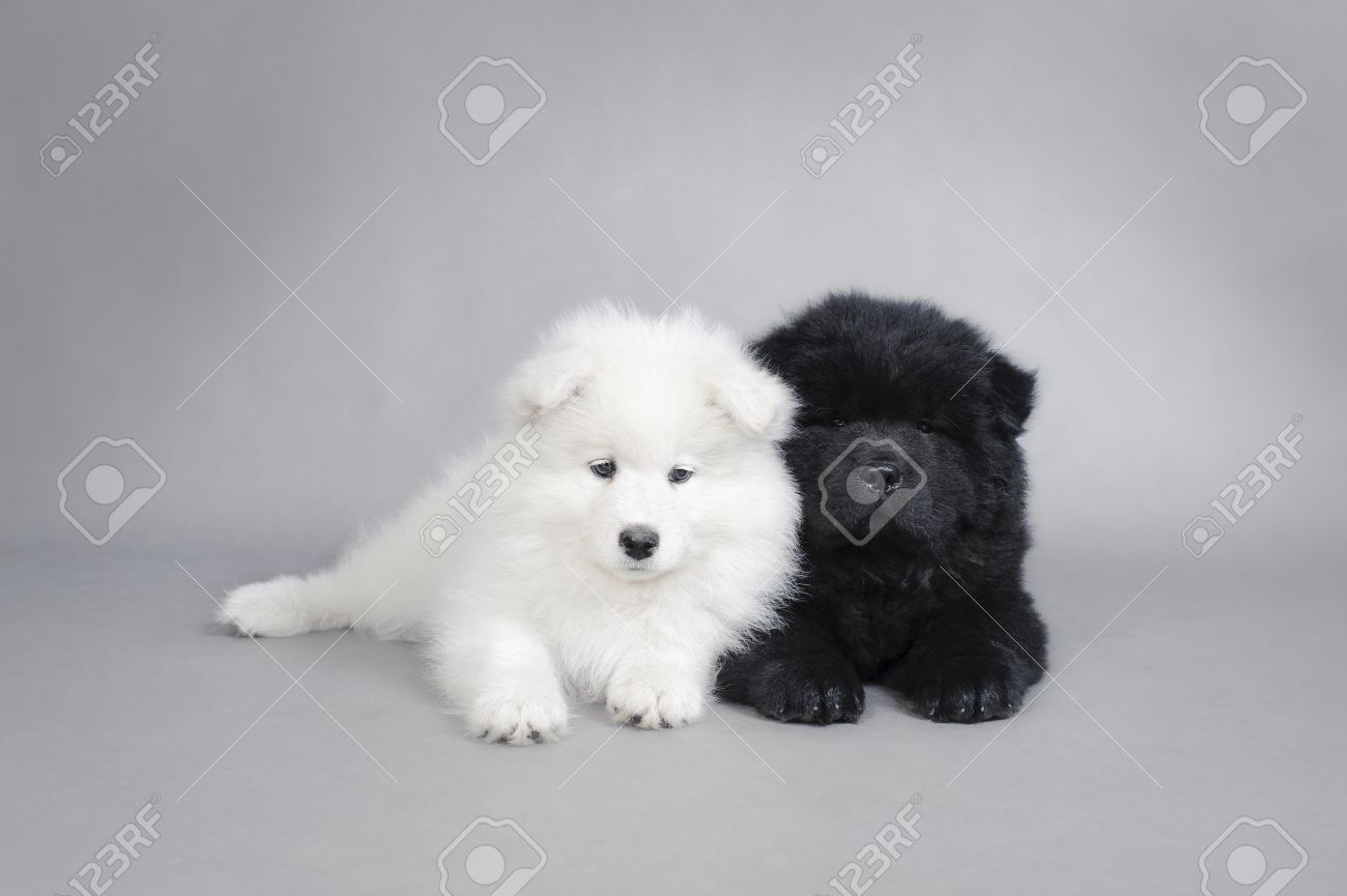 Little Chow Chow And Samoyed Puppy Sitting Together