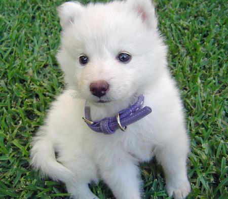 Little Samoyed Puppy Sitting On Grass