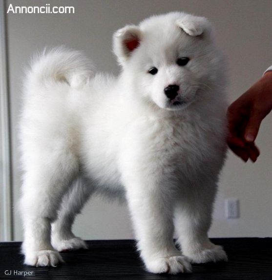 Little Samoyed Puppy