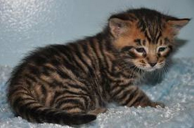 Little Toyger Kitten Picture