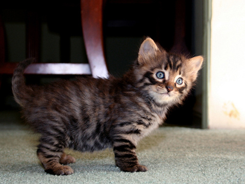 Little Toyger Kitten With Gray Eyes