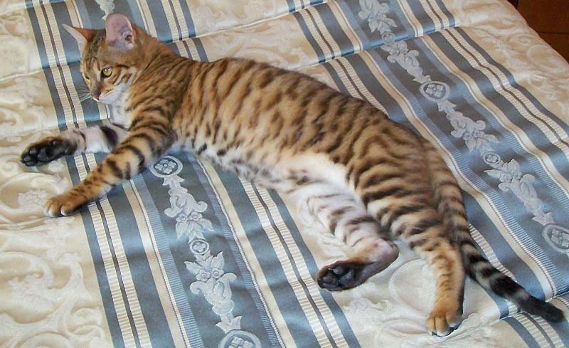 Male Toyger Cat Laying On Bed