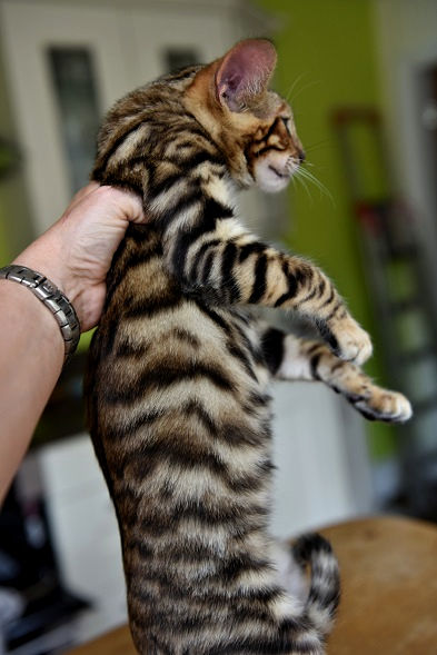 Male Toyger Kitten In Hand