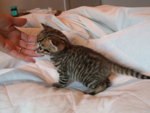 Miniature Toyger Kitten