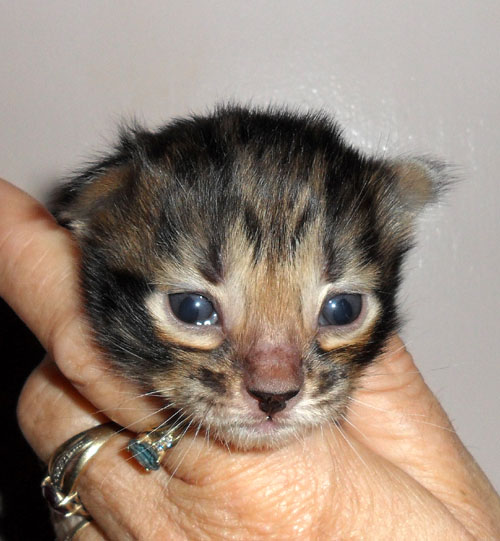 New Born Little Toyger Kitten