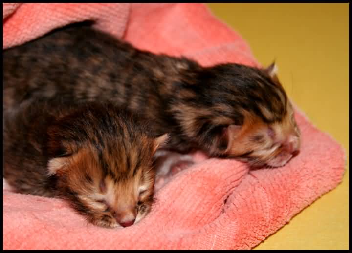 New Born Toyger Kittens