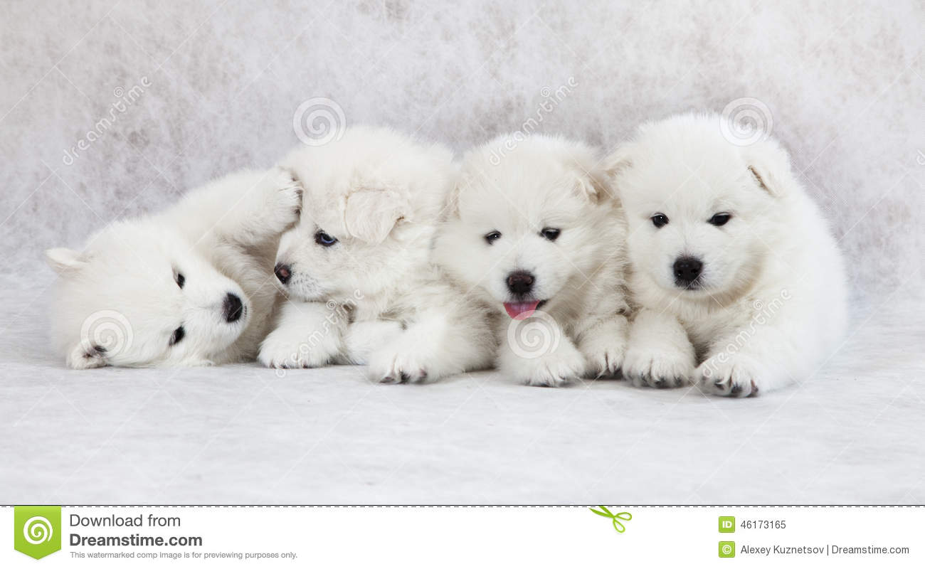 One Month Old Samoyed Puppies Posing For Photograph