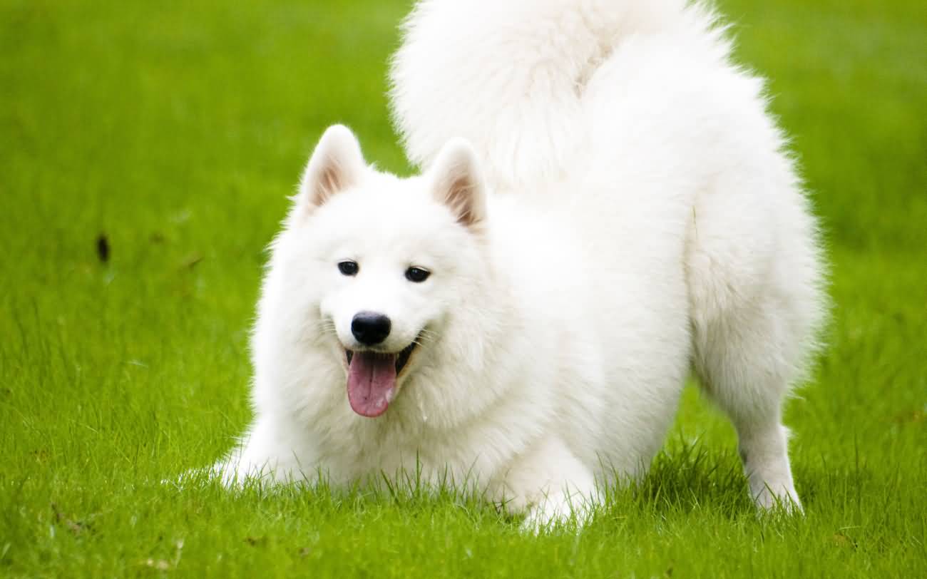 Playful Samoyed Dog Outside