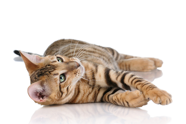 Playful Toyger Cat