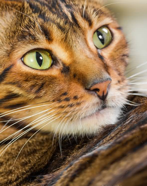 Portrait Of Toyger Cat Closeup