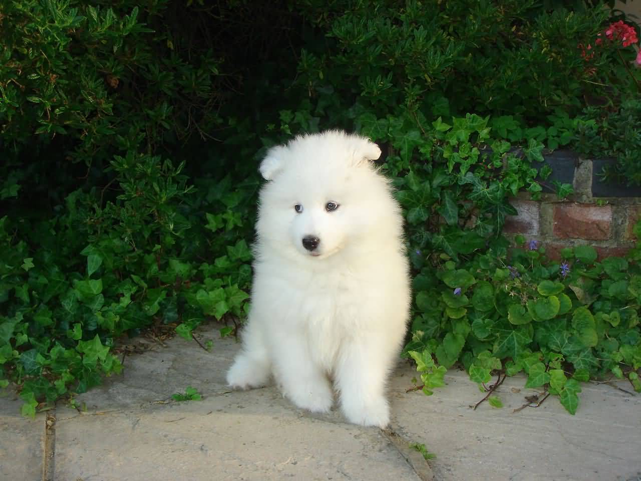 Pure White Samoyed Puppy Picture