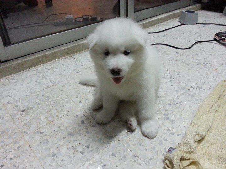 Pure White Samoyed Puppy