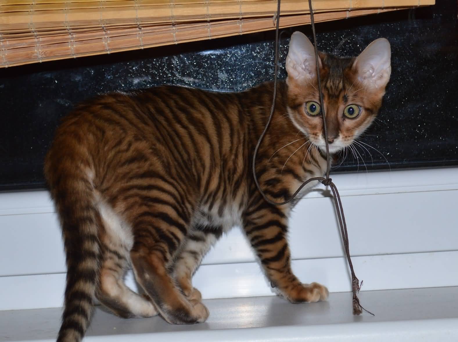 Red Toyger Kitten Picture