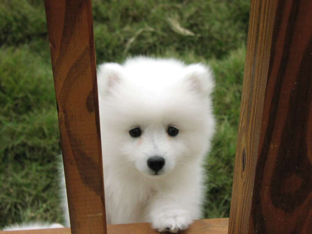 Sad Face Samoyed Puppy