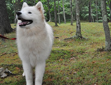 Samoyed Dog In Forest