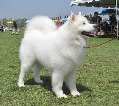 Samoyed Dog In Pet Show