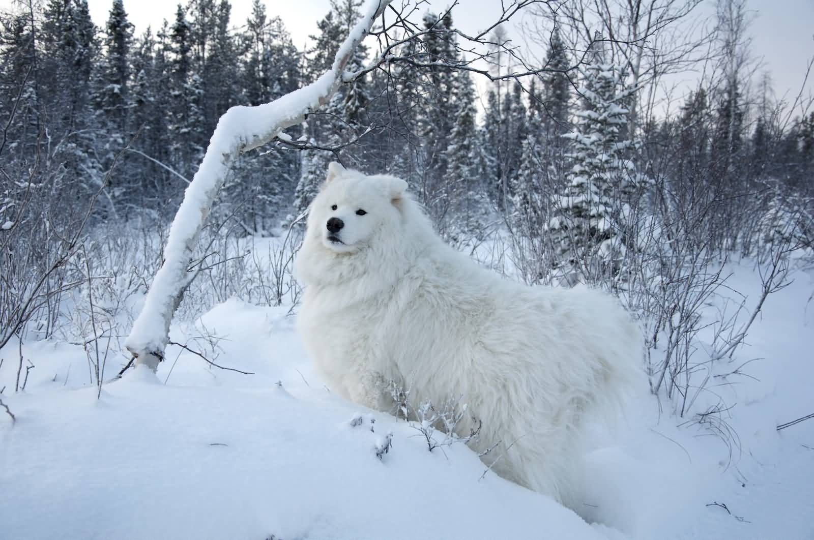 Samoyed Dog In Snow