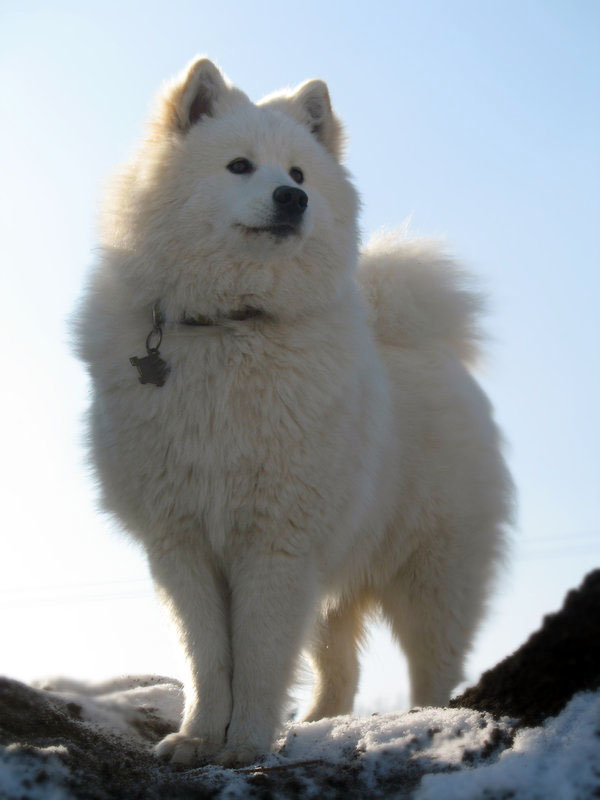 Samoyed Dog Outside