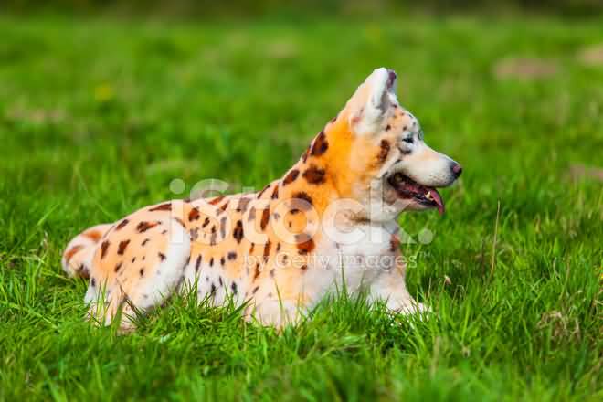 Samoyed Dog Painted On Leopard