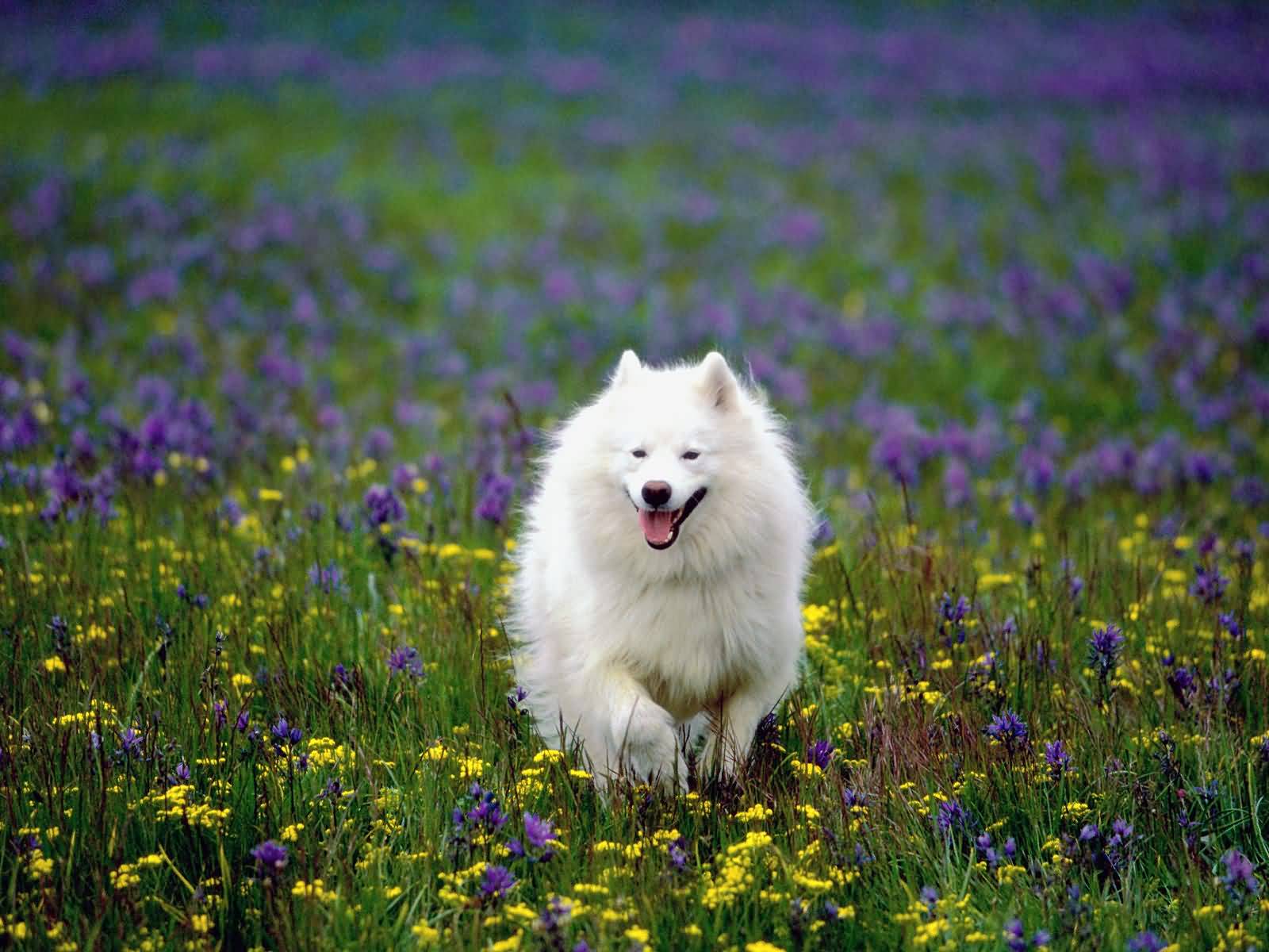 Samoyed Dog Running In Flowers Garden