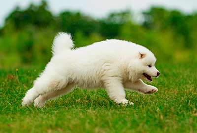 Samoyed Dog Running On Grass