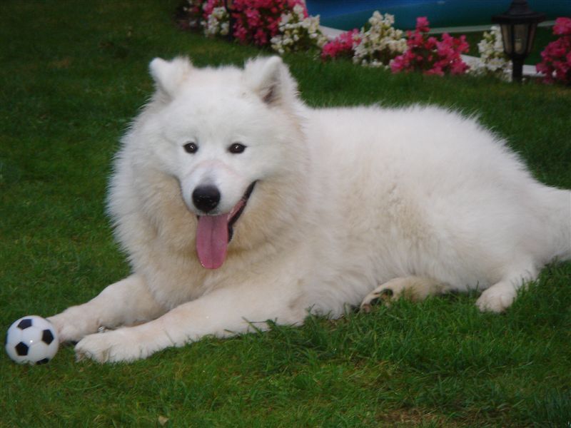 Samoyed Dog Sitting On Grass With A Ball