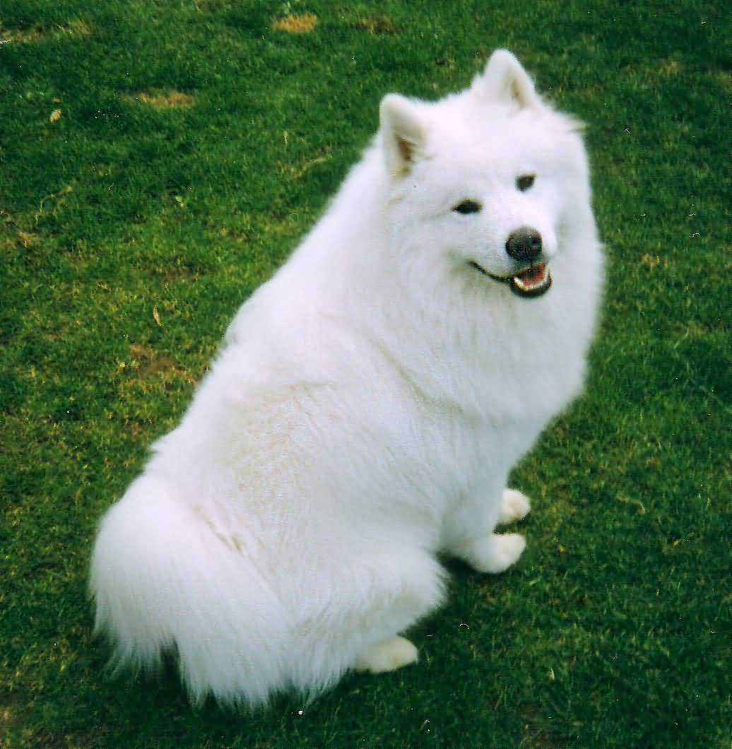 Samoyed Dog Sitting On Grass