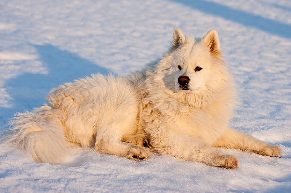 Samoyed Dog Sitting On Snow