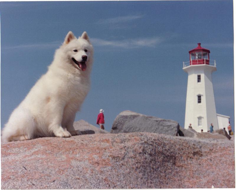 Samoyed Dog Sitting On Stone