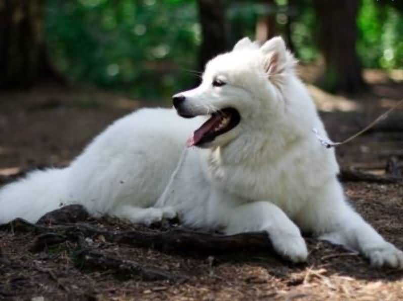 Samoyed Dog Sitting Outside