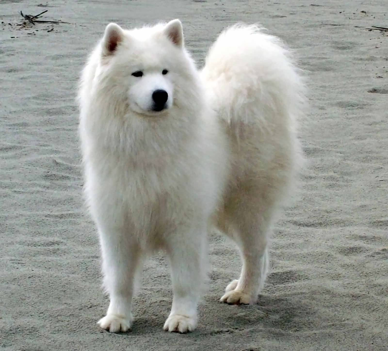 Samoyed Dog Standing On Beach Sand