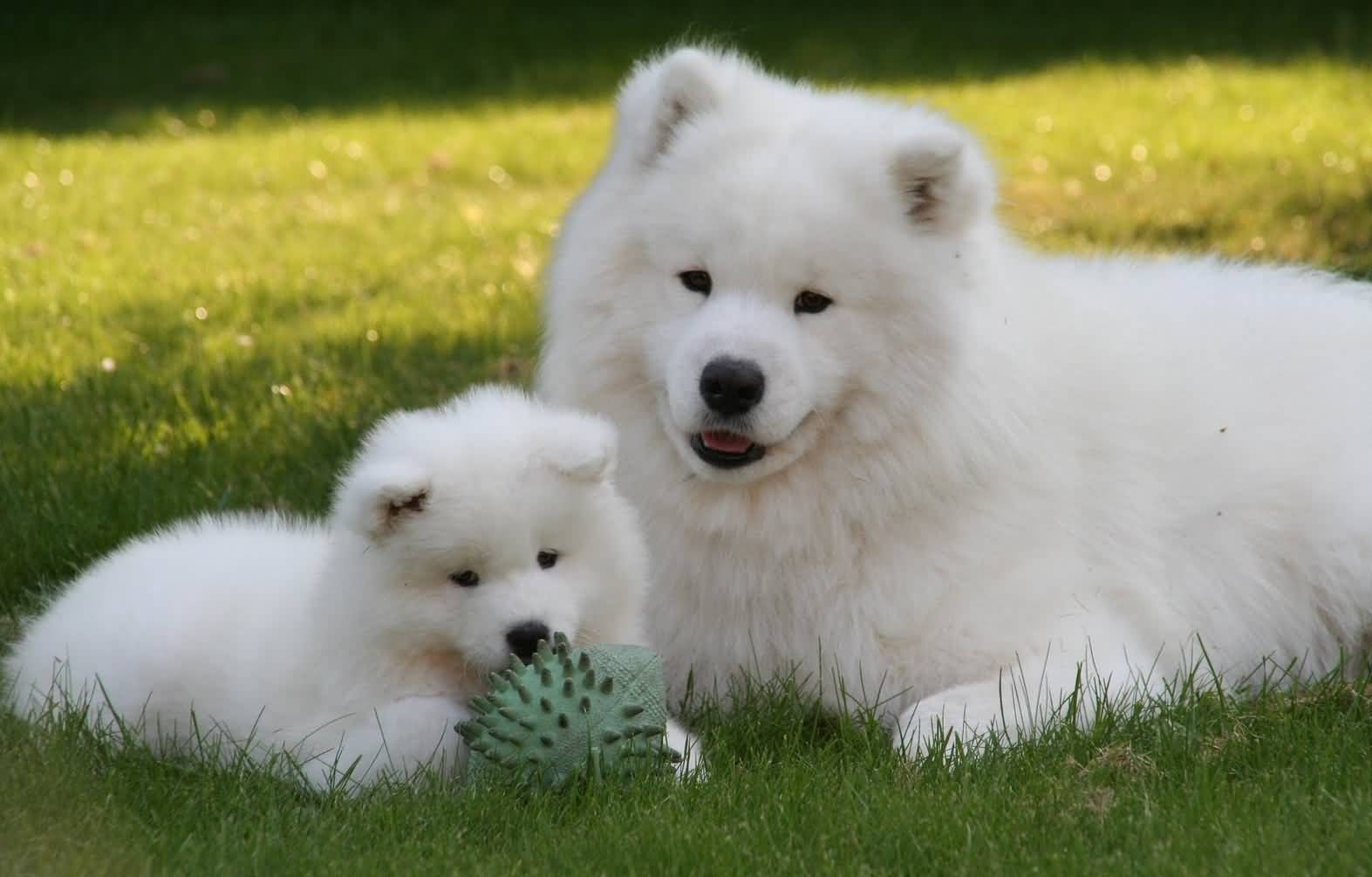 Samoyed Dog With Puppy Sitting On Lawn