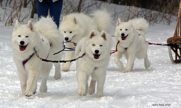 Samoyed Pulling Sledge On Snow