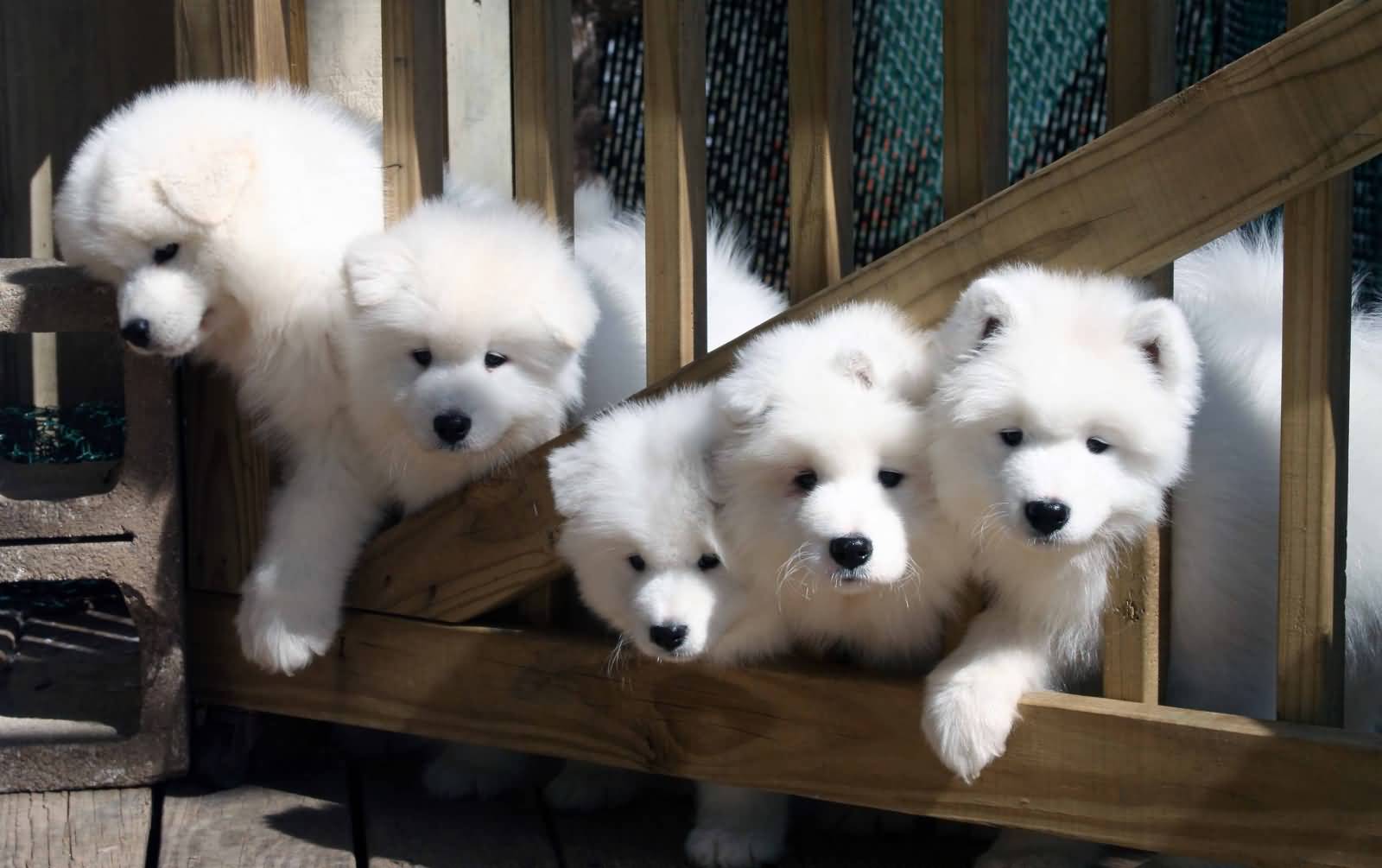 Samoyed Puppies Trying To Come Out Of The House