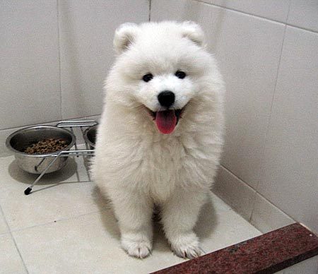 Samoyed Puppy Inside Room