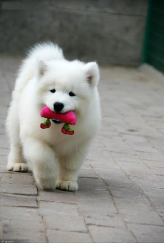 Samoyed Puppy Walking Picture