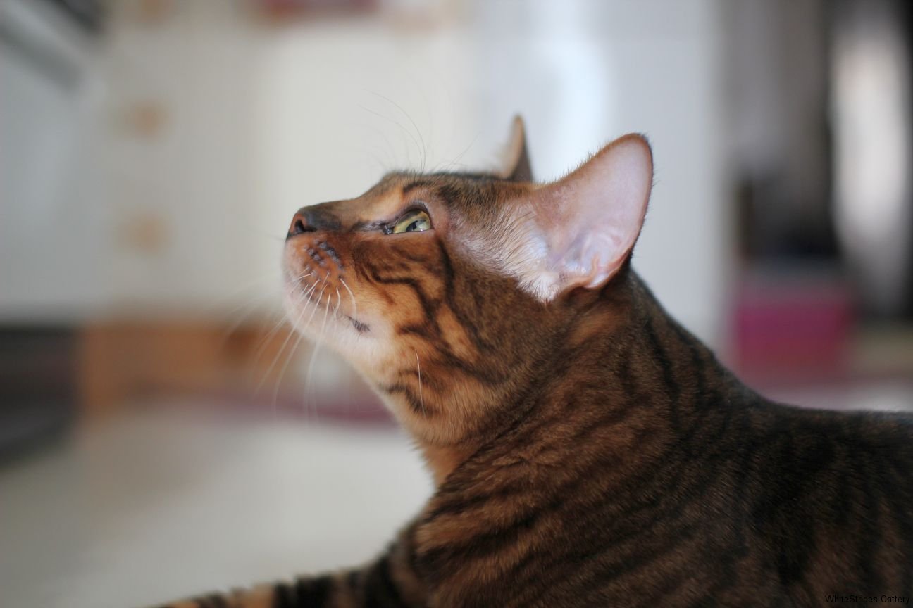 Side Pose Of The Toyger Cat