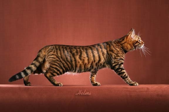 Side View Of The Walking Toyger Cat