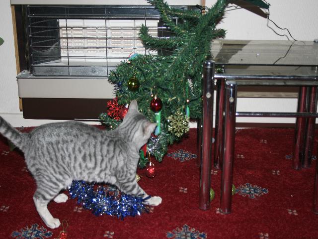 Silver Toyger Cat With Christmas Tree Picture