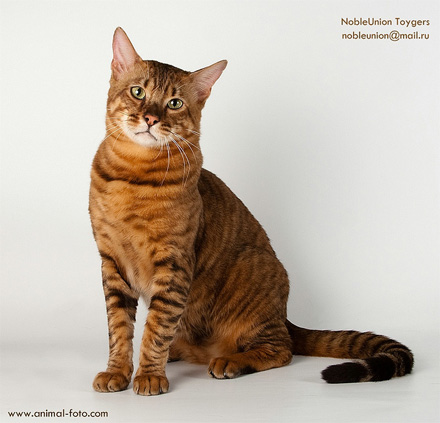 Stunning Toyger Cat Sitting Down