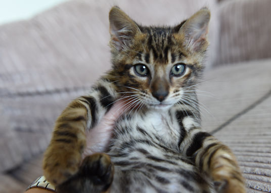 Stunning Toyger Male Kitten