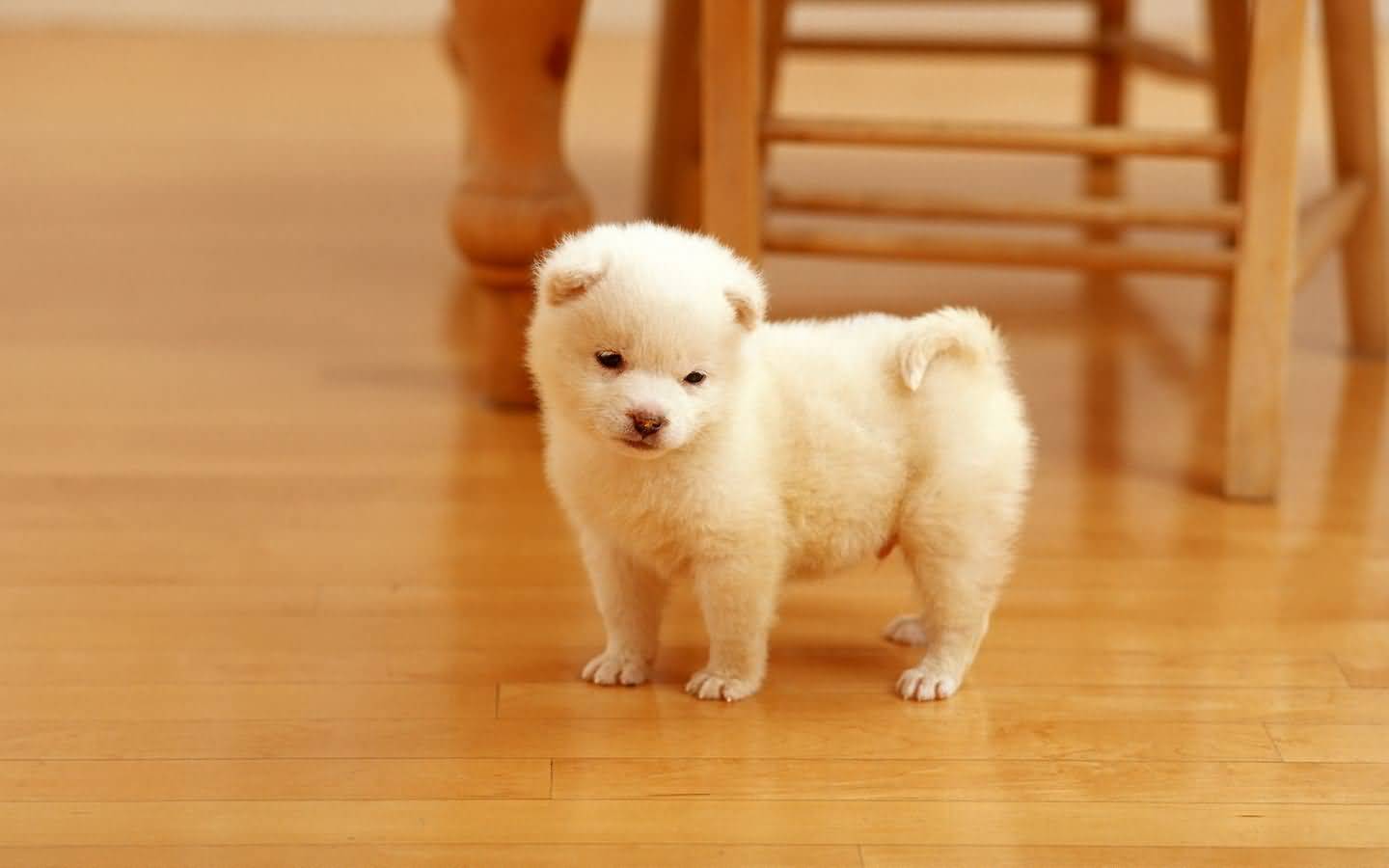 Tea Cup Little Samoyed Puppy