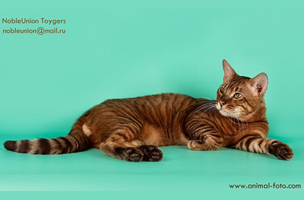 The Toyger Cat Laying Down