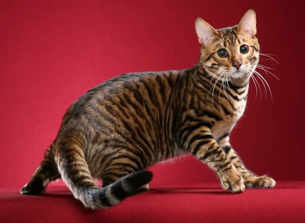 The Toyger Cat With Red Background