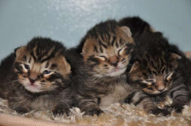 Three Cute Little Toyger Kittens