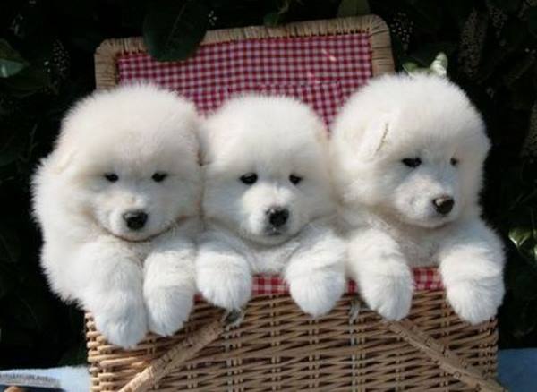 Three Cute Samoyed Puppies In Basket