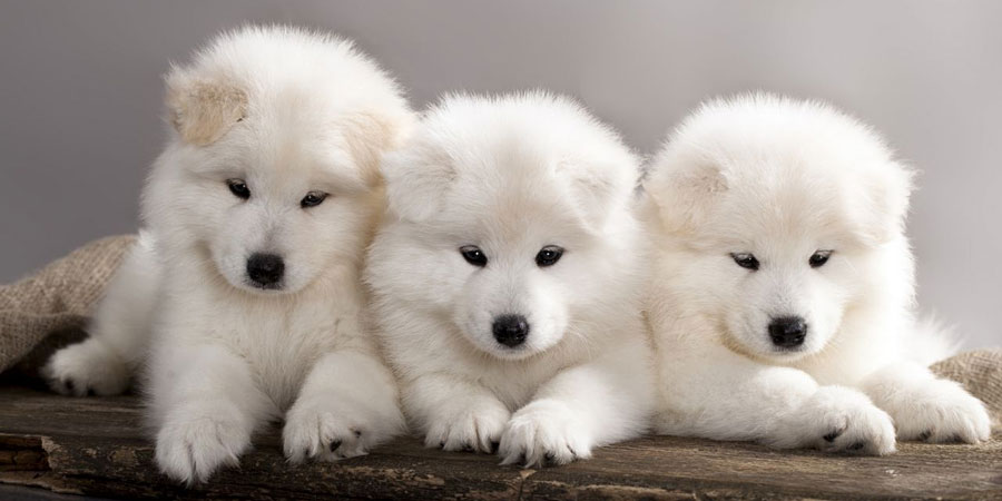 Three Cute Samoyed Puppies