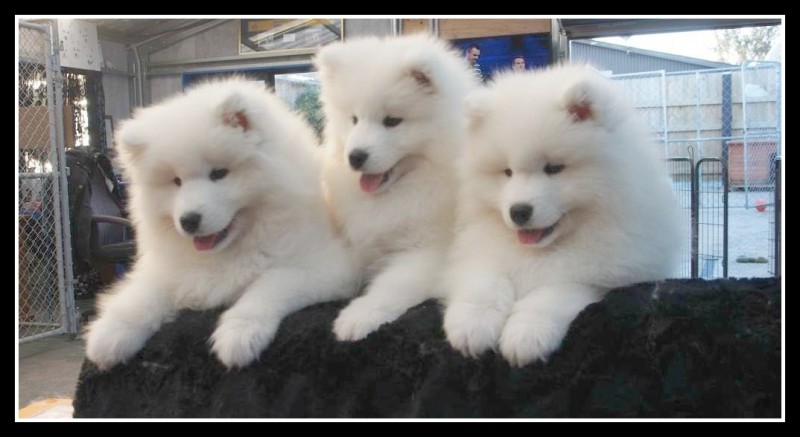 Three Cute Samoyed Puppies