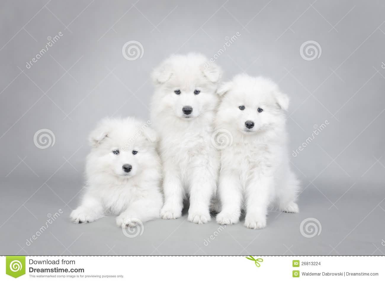 Three Little Samoyed Puppies Portrait